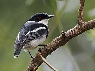 Batis crypta, Rubeho_1900m, Gairo, Tanzania, 2024-09-21 (iNaturalist).