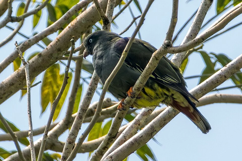 São Tomé green pigeon (Treron sanctithomae) on São Tomé. Photo by William Stephens. Original iNaturalist observation here: https://www.inaturalist.org/observations/261142087