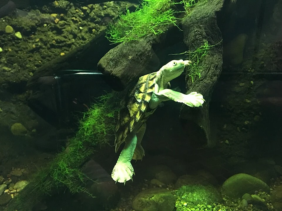 Bellinger River turtle (Myuchelys georgesi) in an aquarium at Taronga Zoo Sydney. Side view, mostly underwater, with head extended above the water surface.  Feet are extended showing webbing and claws.