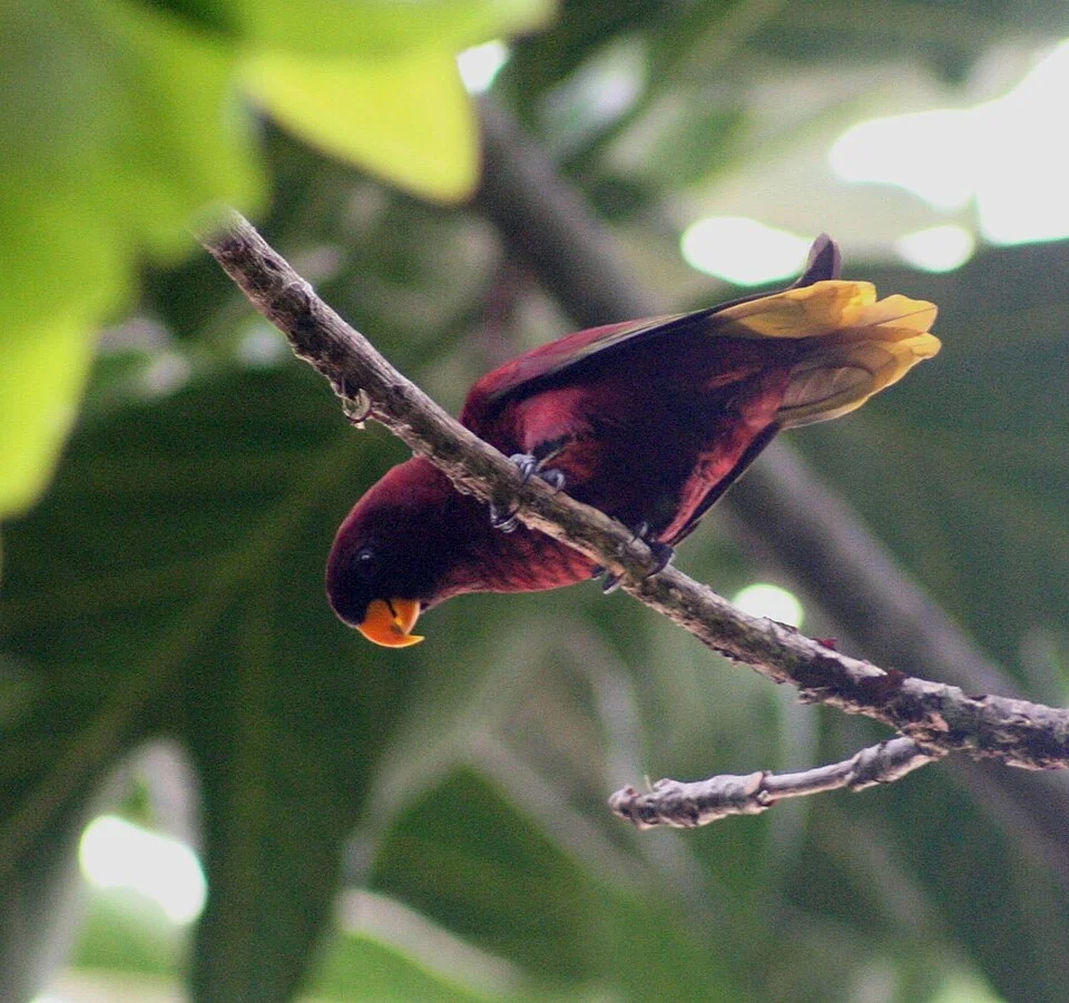 Pohnpei Lorikeet (Trichoglossus rubiginosus) in In Micronesia.