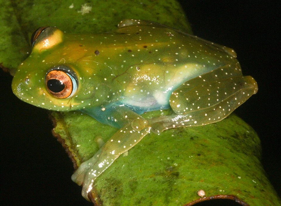 Boophis sibilans. Species of frog.