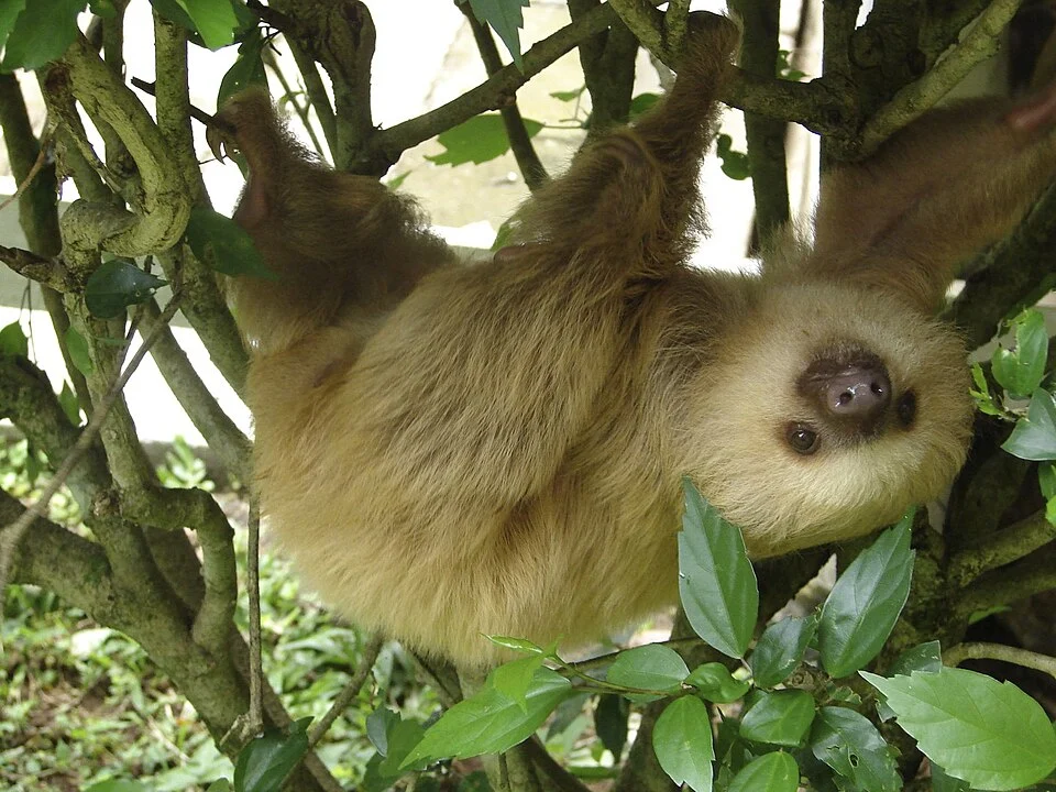 a 2-toed sloth at the Jaguar Rescue Centre in Costa Rica