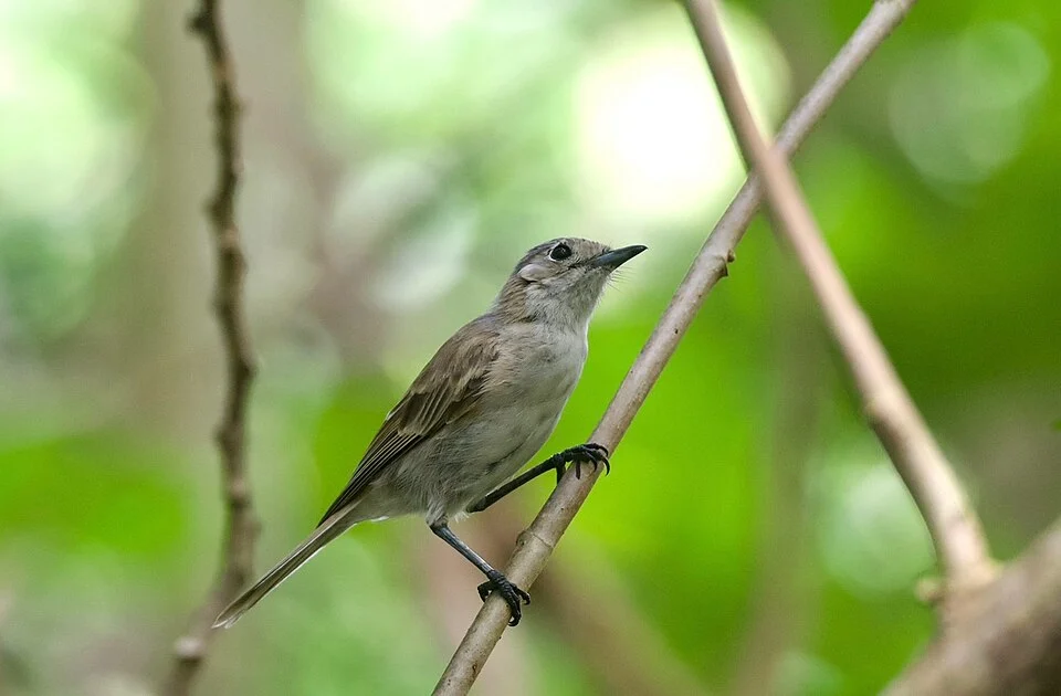 Pomarea iphis, Îles Marquises, PF, 2026-02-02 (iNaturalist).