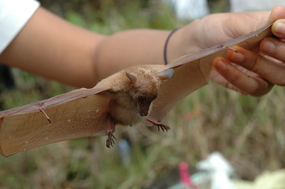 Macroglossus minimus