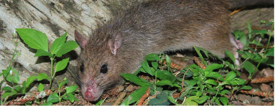 Rattus everetti