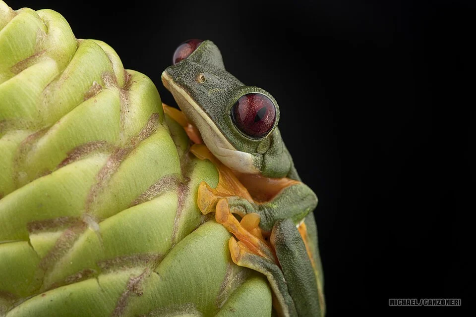 Gliding Tree Frog photographed near La Florida de Golfito, Costa Rica.