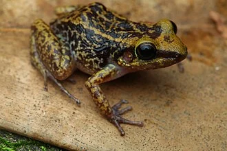 Eleuthrodactylus lentus