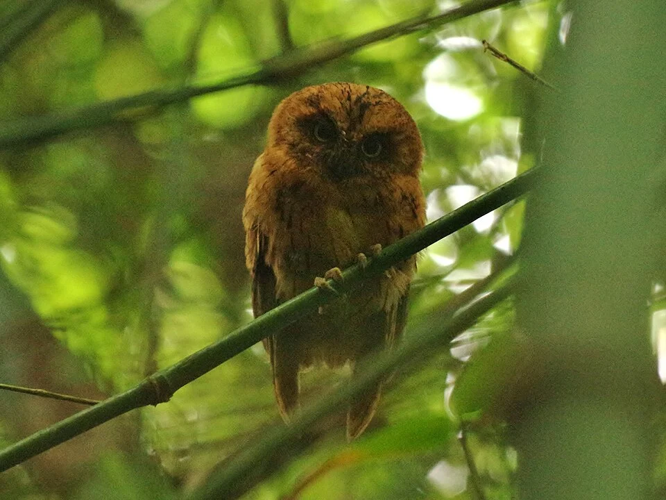 São Tomé Scops-Owl (Otus hartlaubi)