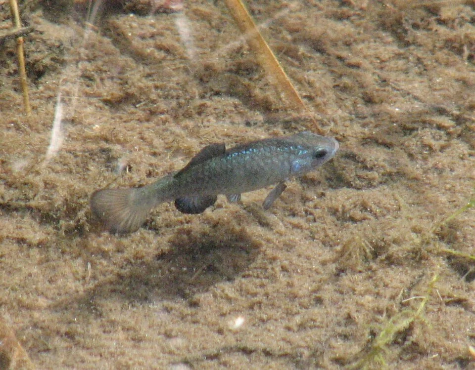 A Sonoyta pupfish (also called a Quitobaquito pupfish)