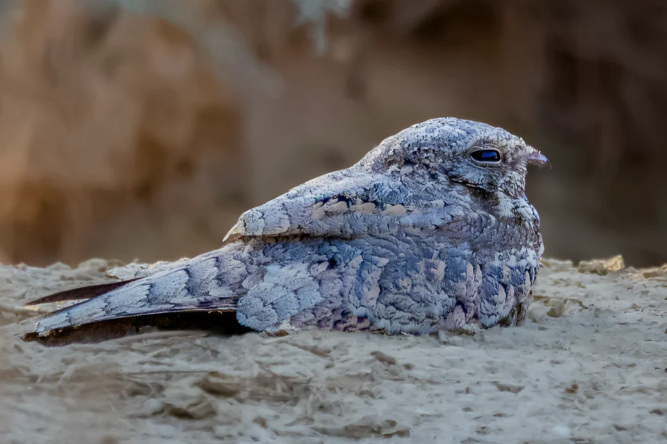 The Egyptian nightjar, known by its local name in Egypt (Abu al-Num) or (The Shepherd's Nightclub), is a medium-sized bird about (20-28 cm) long. It feeds on insects and has a distinct ability to change its flight path to be able to catch insects. It is difficult to watch because it is skilled at catching insects. Camouflage and chooses an environment suitable for camouflage away from human activity.