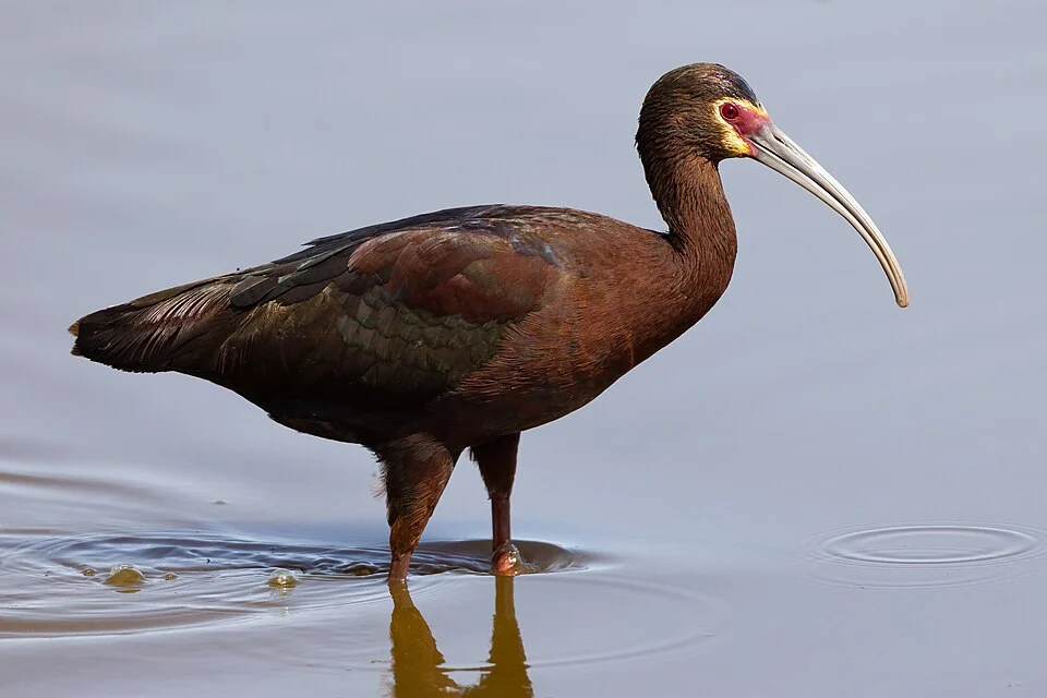 An adult white-faced ibis (Plegadis chihi) at the Sacramento National Wildlife Refuge, California