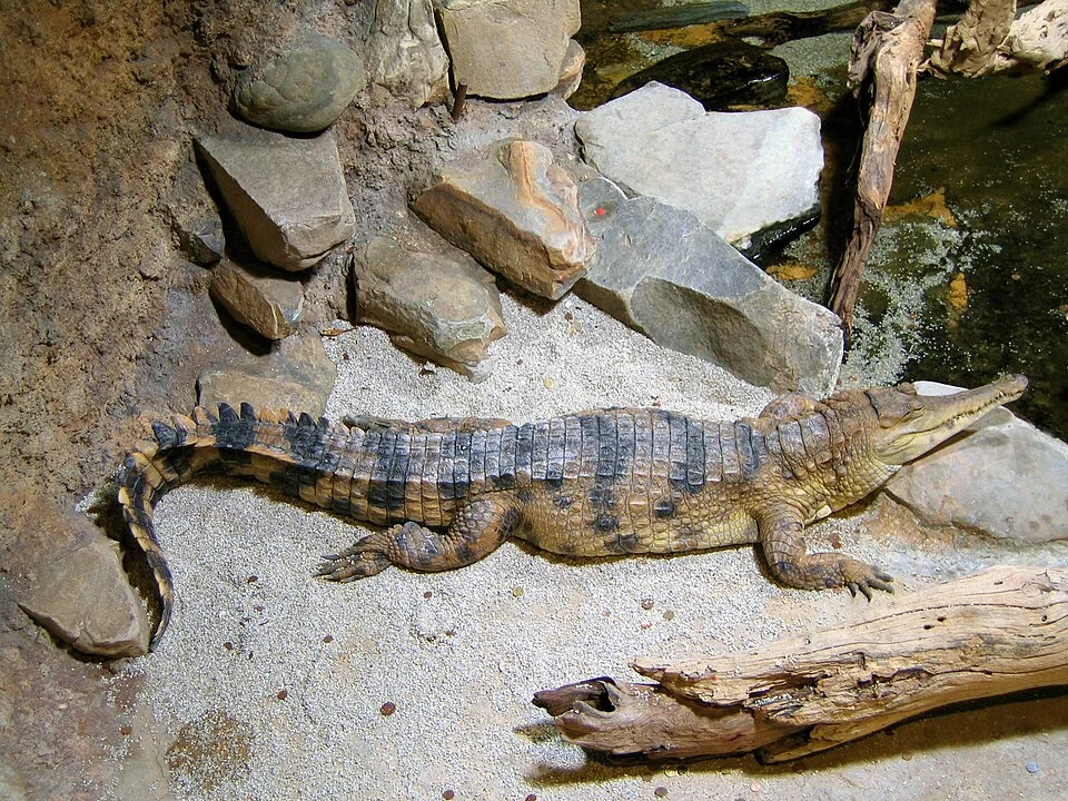 Crocodylus cataphractus, faux-gavial d'Afrique à l'aquarium de la porte dorée à Paris