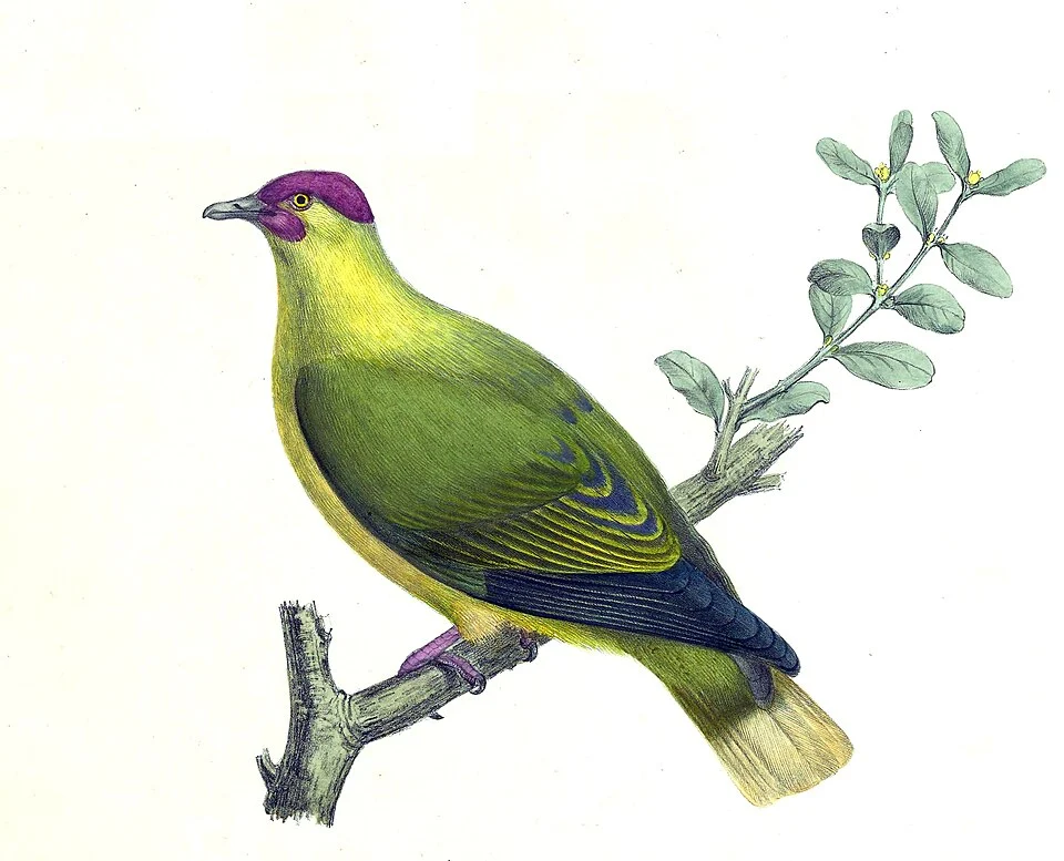 Ptilopus mercierii = Ptilinopus mercierii mercierii (No2 Bottom)

From Iconographie des Pigeons by Charles Lucien (Carlo) Jules Laurent Bonaparte(1803–1857).
