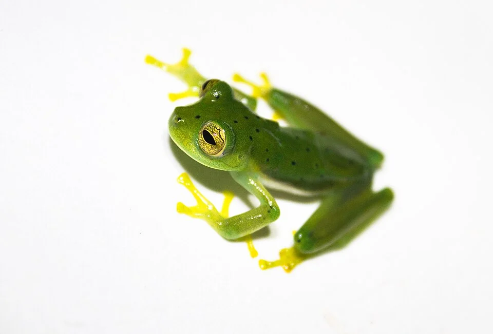 Emerald Glass Frog