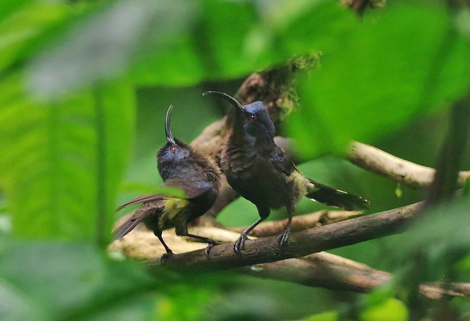 São Tomé Sunbird (Dreptes thomensis)