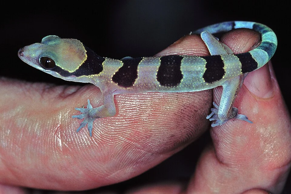 Korup NP, CAMEROON