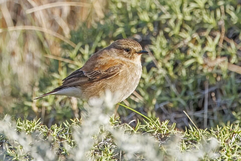 Austral negrito (Lessonia rufa) female, Leona Amarga, Torres del Paine, Chile