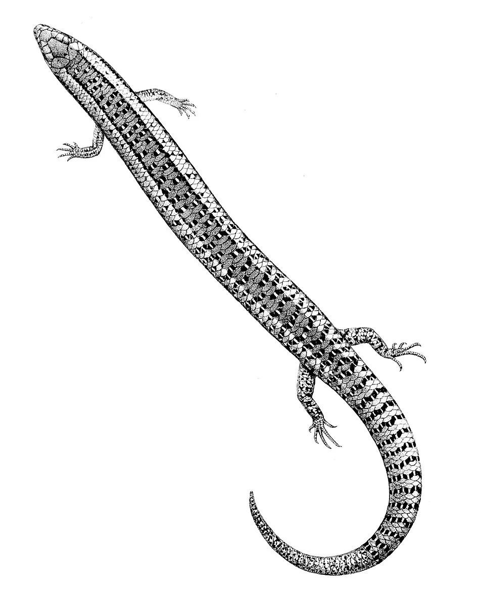 Chalcides bottegi