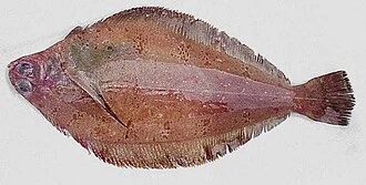 Rex Sole Glyptocephalus zachirus from Alaska Fisheries and Science Center