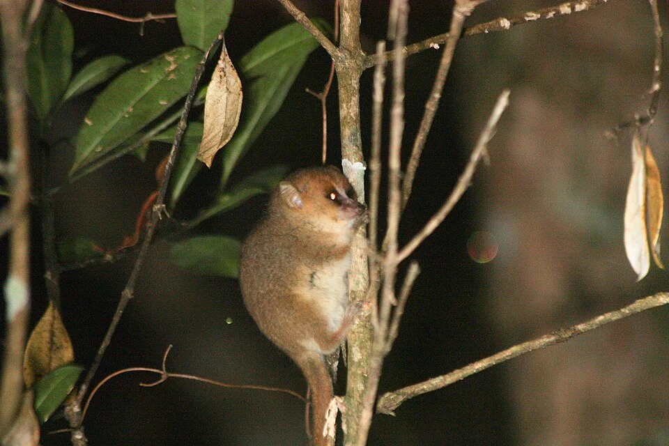 Goodman's mouse lemur (Microcebus lehilahytsara), Madagascar.