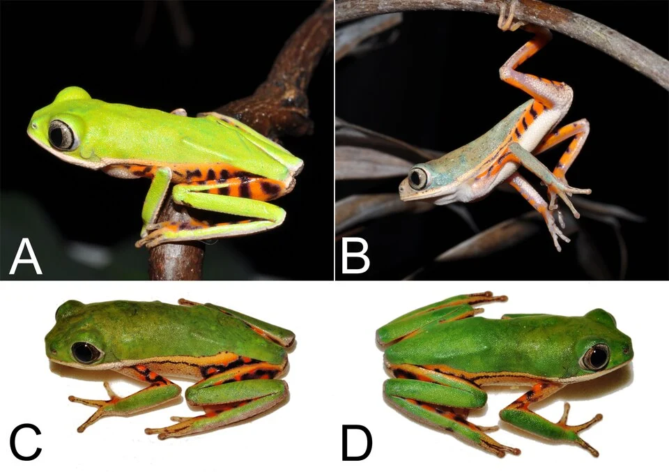 Paratopotypes of Pithecopus araguaius sp. n. in life.
Specimens from Pontal do Araguaia, Mato Grosso state, Brazil. Adult males (A) AAG-UFU 4877, SVL = 31.4 mm; (B) AAG-UFU 4878, SVL = 33.6 mm; (C) AAG-UFU 3442, SVL = 32.8 mm and (D) AAG-UFU 3443, SVL = 31.0 mm.
