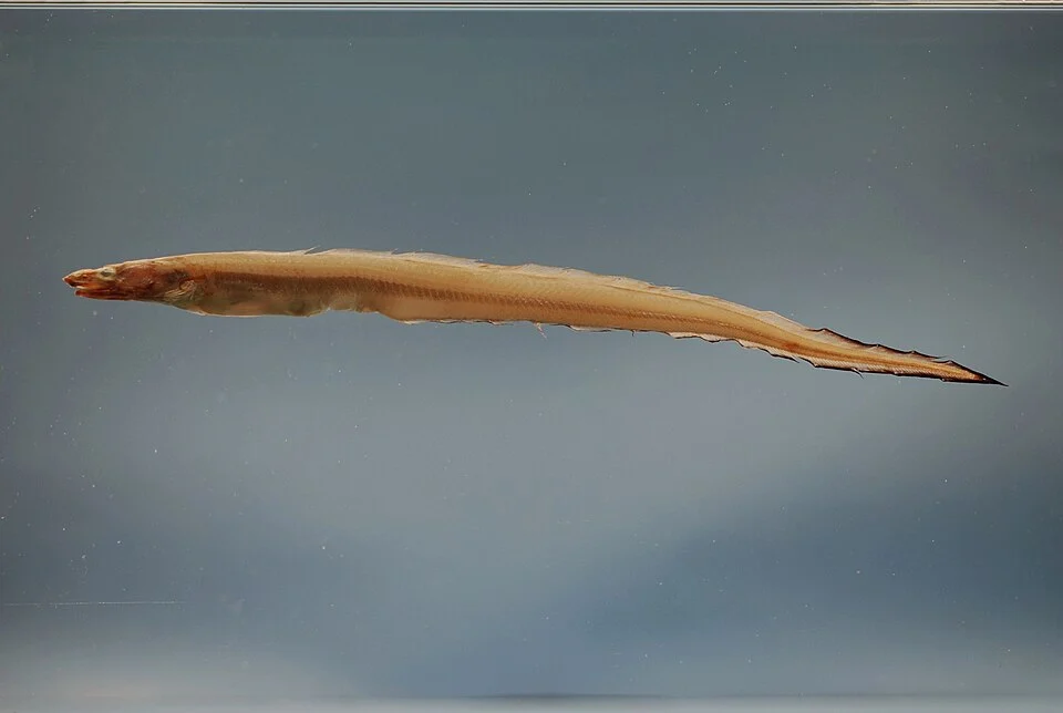 Yellow conger ( Rhynchoconger flavus ). Gulf of Mexico.