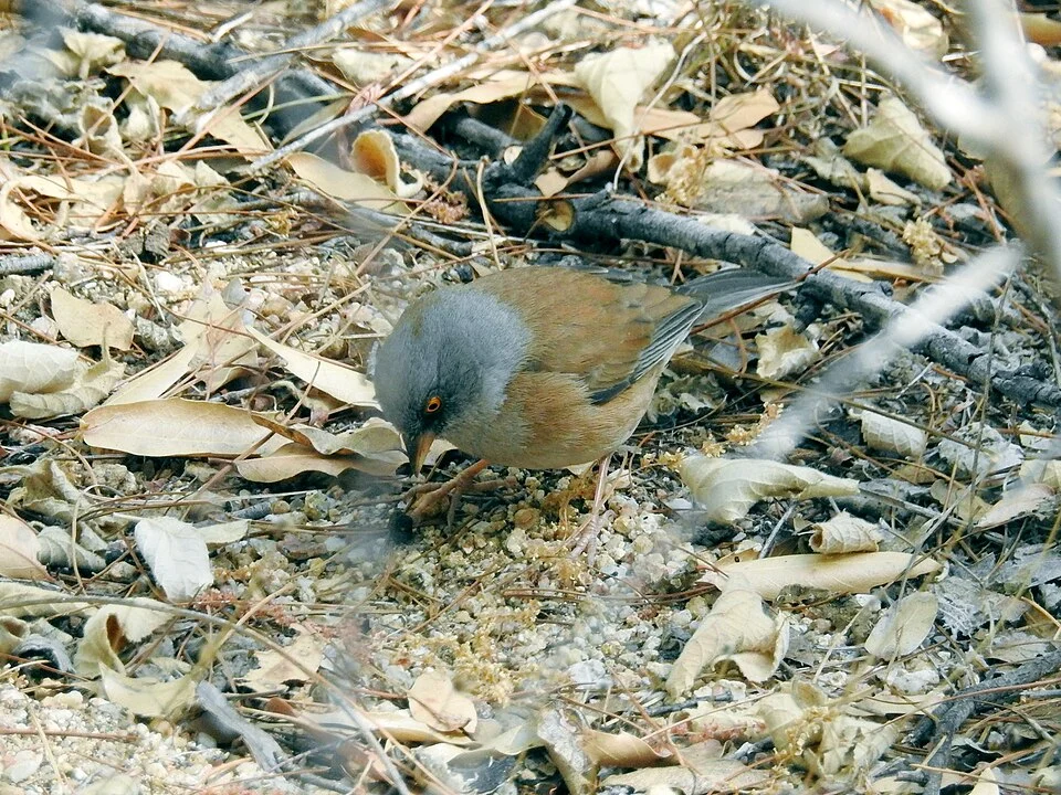 Baird's Junco Junco bairdi, Sierra de la Laguna, Baja California Sur, Mexico