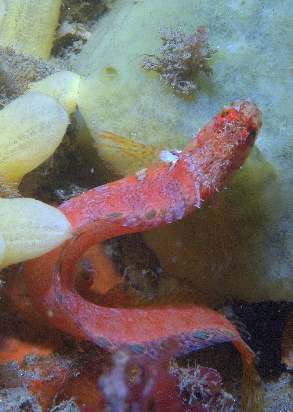 Mosshead warbonnet (Chirolophis nugator)