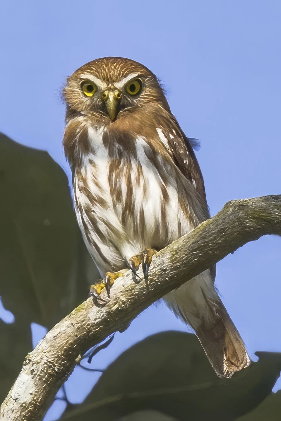 Ferruginous pygmy owl (Glaucidium brasilianum ridgwayi) Copan, Honduras