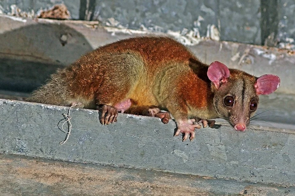 Central American woolly opossum (Caluromys derbianus) male, in Canopy Tower, Panama