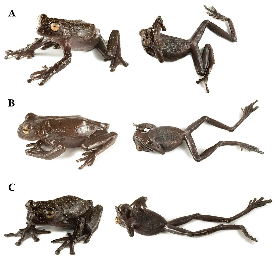 Figure 5; Variation in life of Hyloscirtus hillisi sp. n. from Reserva Biológica El Quimi. A QCAZ 68649 (adult female, holotype, SVL = 65.78 mm) B QCAZ 68646 (subadult female, SVL = 48.55 mm) C not collected.
