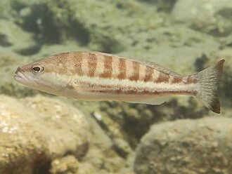 A Comber in the Mediterranean Sea near Plakias on Crete, Greece