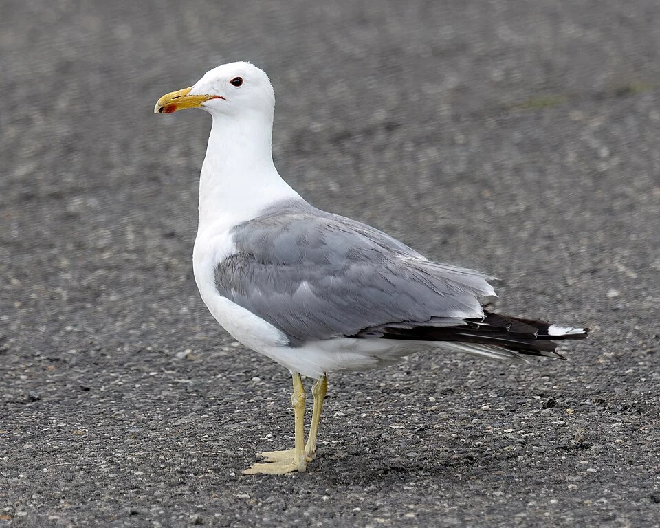 An adult California gull in breeding plumage near Mono Lake, California