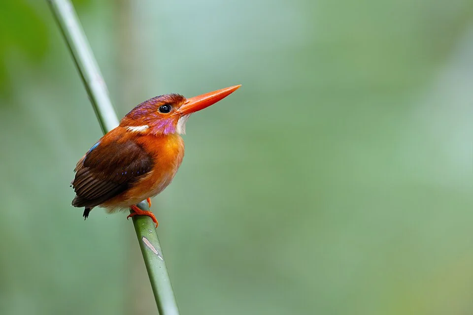 Sulawesi Dwarf-Kingfisher