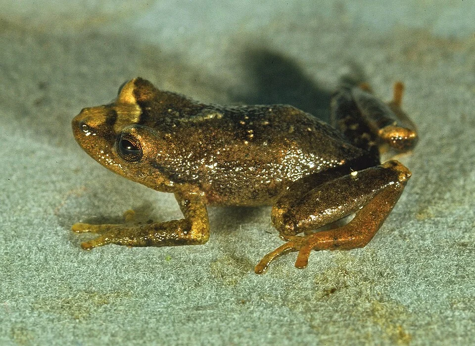 Pristimantis colodactylus
