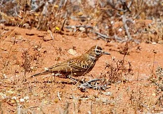 Karoo lark, 50 km south-east of Springbok, Northern Cape, South Africa