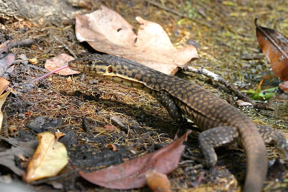 Varanus mitchelli - Mitchell's Water Monitor. Species of lizard.