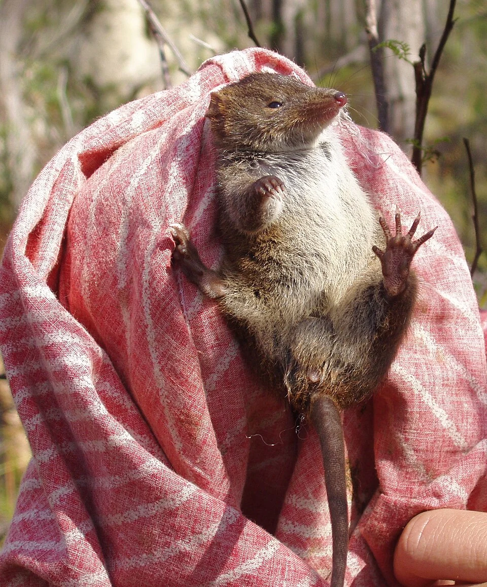 Antechinus mimetes, maennlich, Bild aus Cape Conran Coastal Park, Victoria