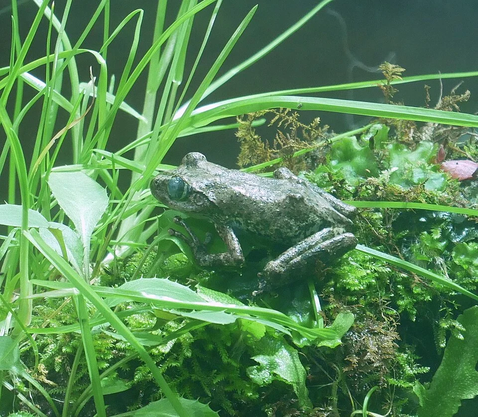 カジカガエル（河鹿蛙、金襖子、Buergeria buergeri, Kajika frog）