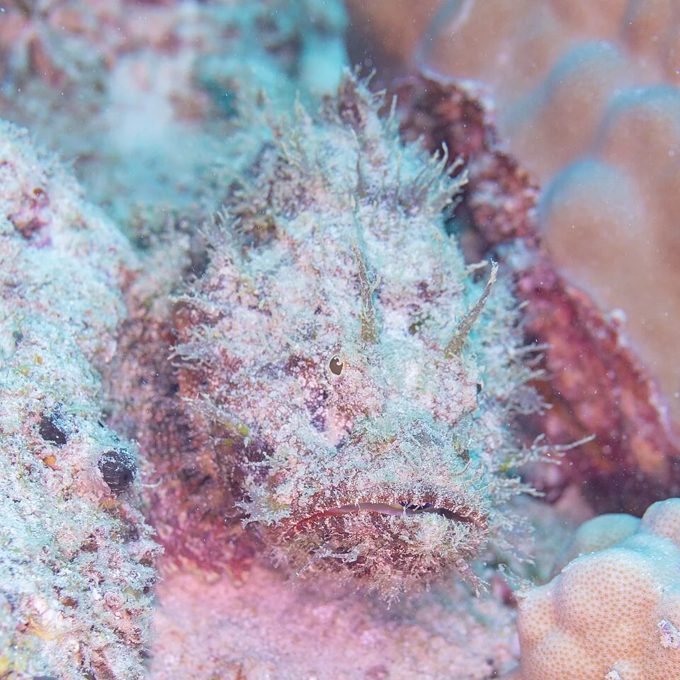 False stonefish (Scorpaenopsis diabolus), Mauritius