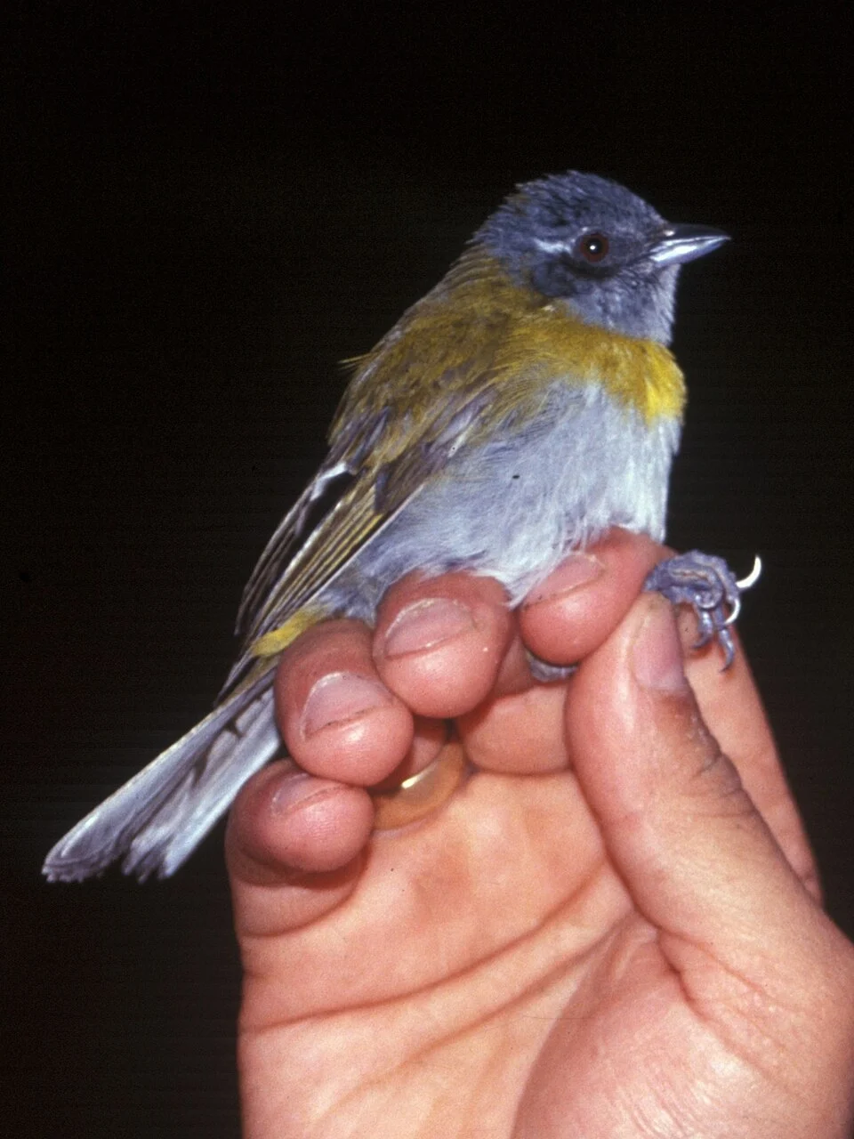 Ashy-throated Bush-tanager (Chlorospingus canigularis) from Cordillera del Cóndor, Ecuador.