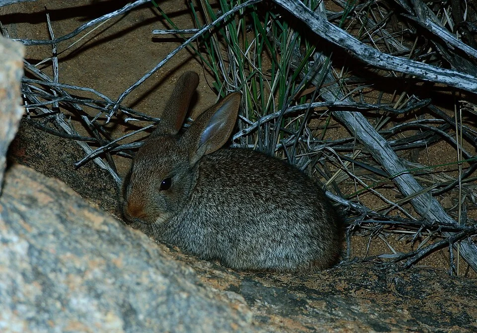 Smith's Red Rockhare (Pronolagus rupestris)