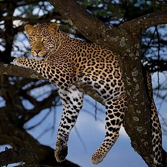African leopard male at Maasai Mara National Reserve
