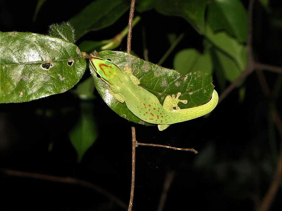 Photo of Seipp's day gecko uploaded from iNaturalist.
