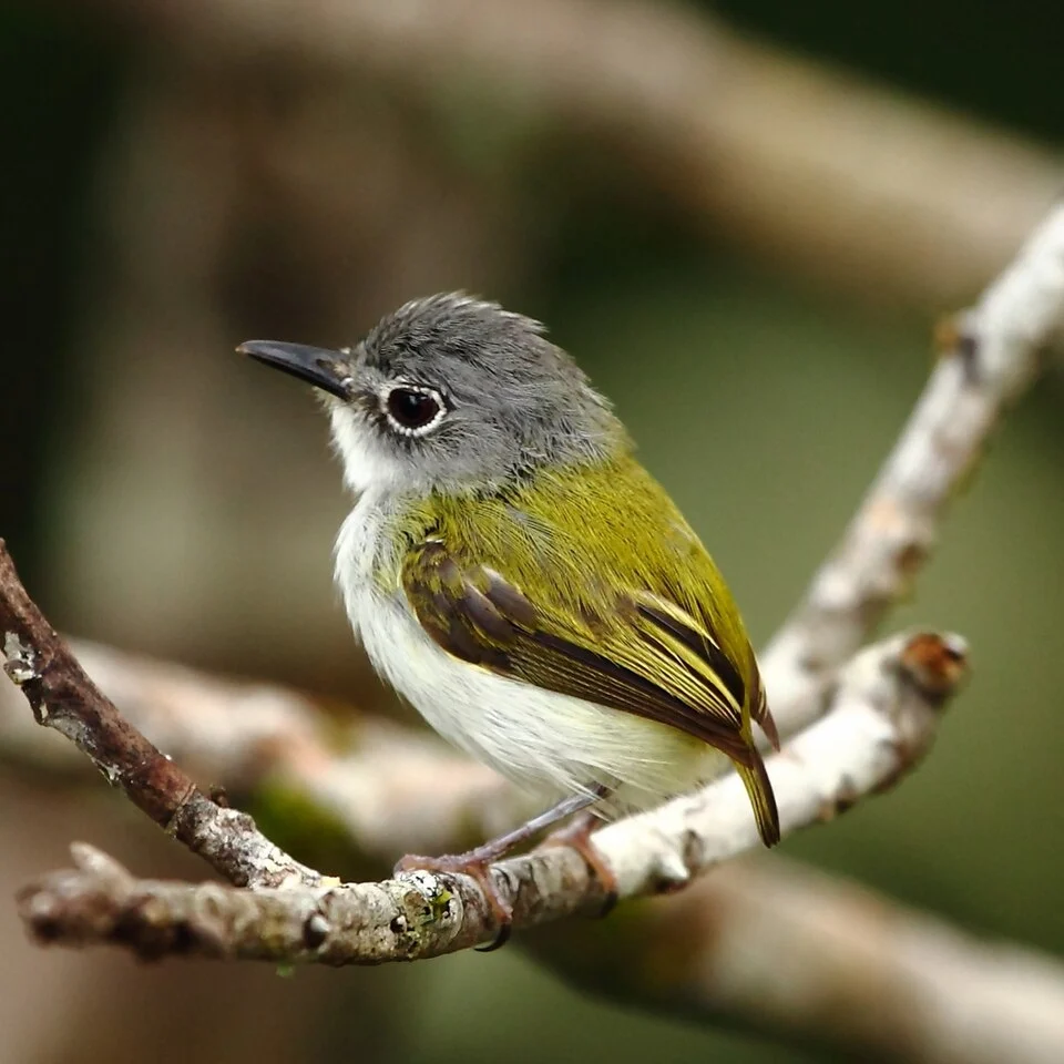 Short-tailed Pigmy-Tyrant at Manaus - Amazonas  - Brazil