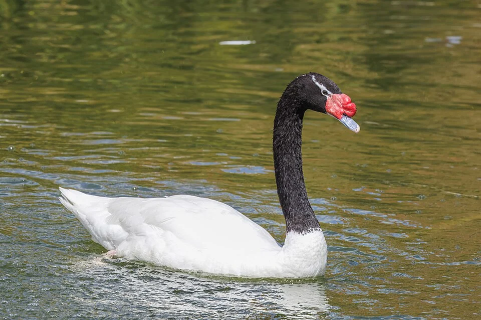 Black-necked swan (Cygnus melancoryphus), Parque Bicentenario, Santiago, Chile