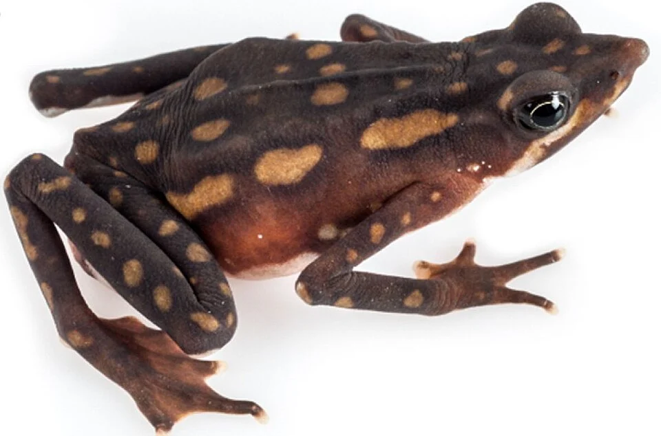 Atelopus longirostris female from Junín, Provincia Imbabura, Ecuador