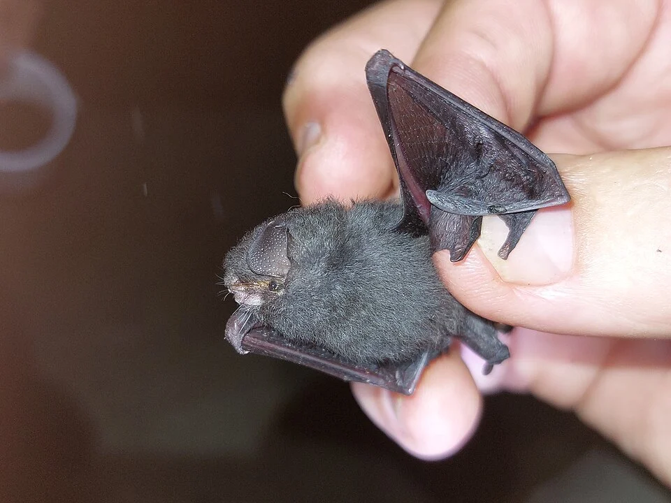 Thumbless Bat (Furipterus horrens) in Ecuador
