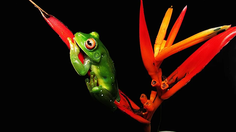 Esta foto representa o momento de descanso de uma perereca de olhos vermelhos, chamada Aplastodiscus cavicola, sobre uma flor vermelha. Sua coloração verde, seus olhos vermelhos e a coloração vermelha da flor, me chamam a atenção nessa composição, refletindo um momento sereno e tranquilo, onde parece não haver perigo no mundo real. Esta foto foi tirada na Reserva Biológica da Michellin, em Igrapiúna, Bahia.