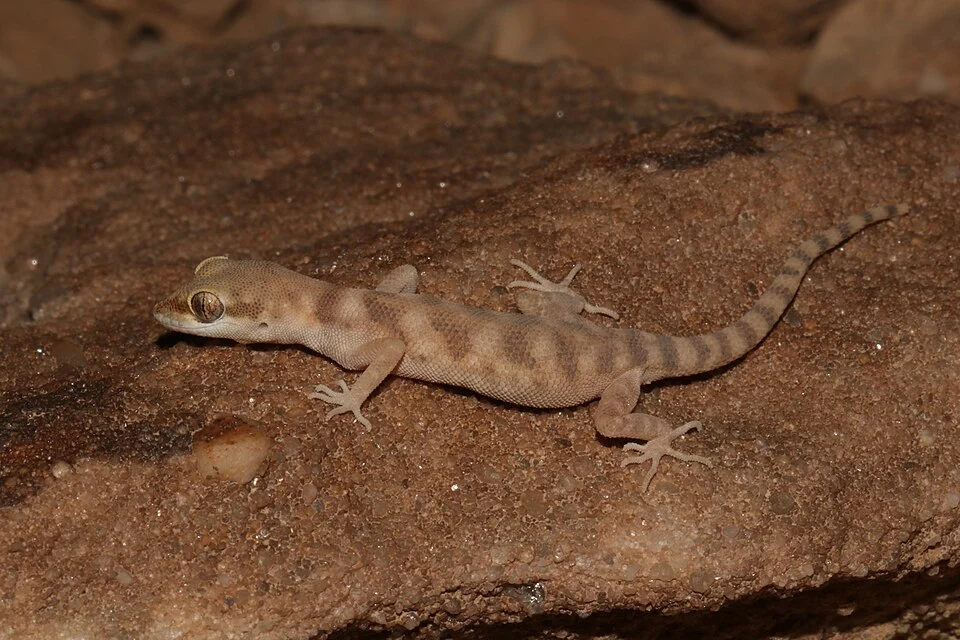 Tropiocolotes wolfgangboehmei. Ar Riyad, SA